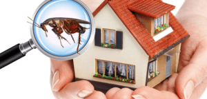 building and pest inspection